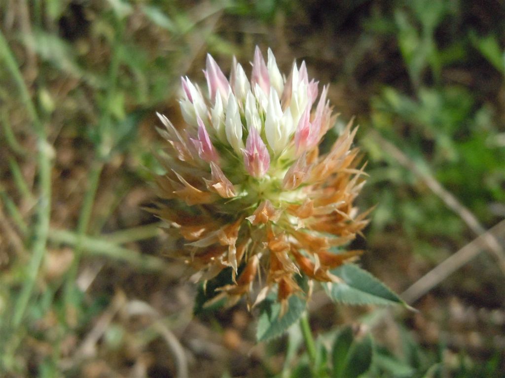 Trifolium vesiculosum / Trifoglio vescicoloso